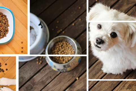 Unveiling the Secrets Behind Premium Dog Food: What Sets It Apart and Why Your Pet Deserves It